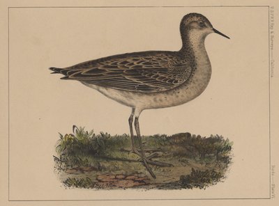 Vögel, Tafel VI, 1855 von American School